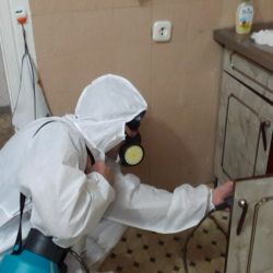 Дезинфекция от муравьев в квартире в Ивановском районе Москвы